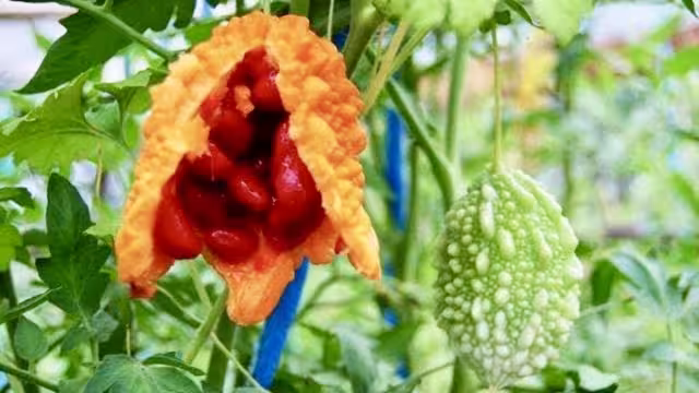 El cundeamor es conocido por ser el remedio herbolario más efectivo para el control de la glucosa