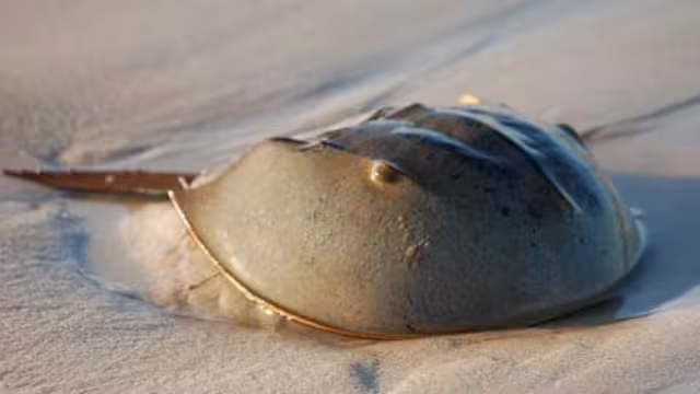 La cacerolita de mar, es clave en las pruebas para la vacuna del COVID-19