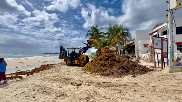 En la Playa 88 las algas generaron mal olor