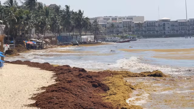 La Cooperativa Turística “Mar Caribe” pidió reforzar la recolección y retiro del sargazo