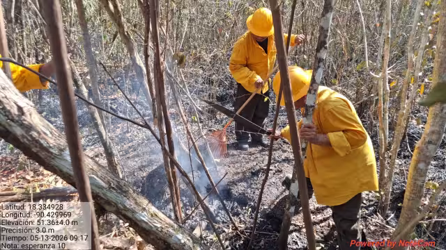 Ejidatarios denuncian invasión y saqueo de madera