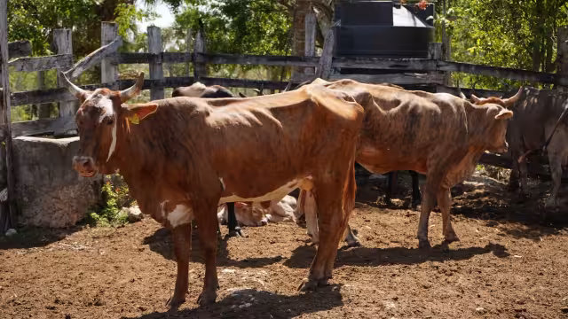 Avanza programa de inseminación artificial para mejorar hato ganadero