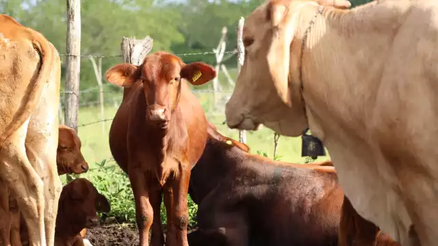 Los reportes se atienden en menos de 24 horas y se cuida a los animales con esquemas gratuitos