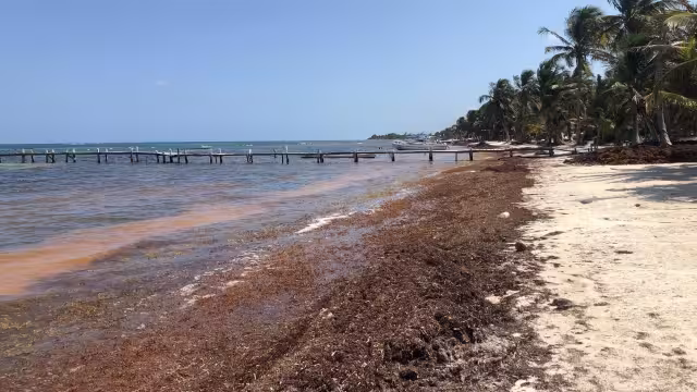 Prestadores de servicios culpan al Ayuntamiento de Chetumal por no atender el problema del sargazo