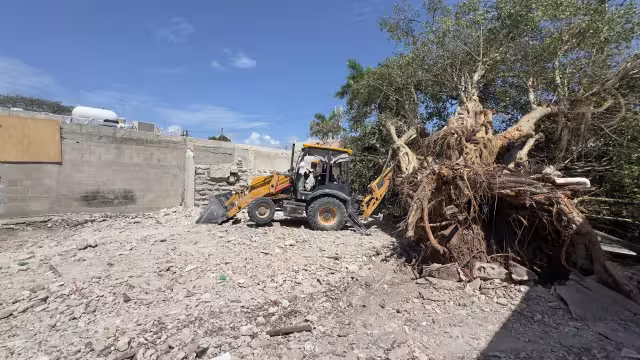 Un árbol de más de 100 años de antigüedad colapsó en Playa del Carmen.