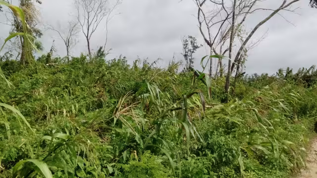 Los poblados con más afectaciones son Chumpon, Chun On, Chun-Yah, Madero, X-Hazil Norte, Tac-Chivo, X-Hazil I, Francisco May y San Ramón.