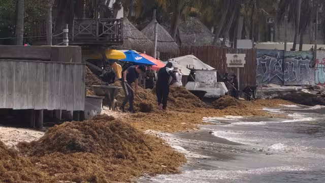 Prestadores turísticos señalaron que el color café del mar por el sargazo provoca desilusión entre visitantes