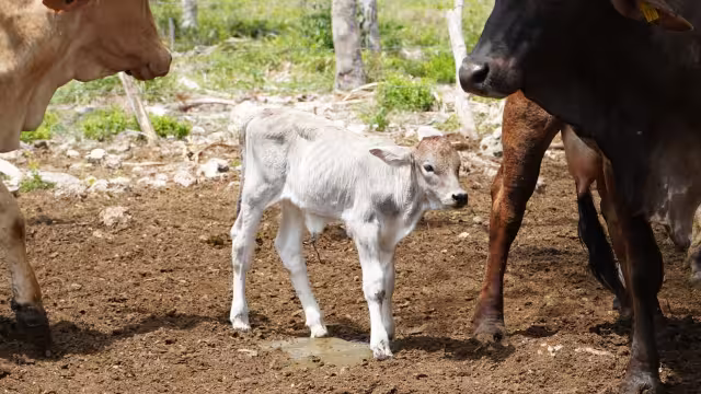Nacen los primeros siete becerros por inseminación artificial en Yucatán