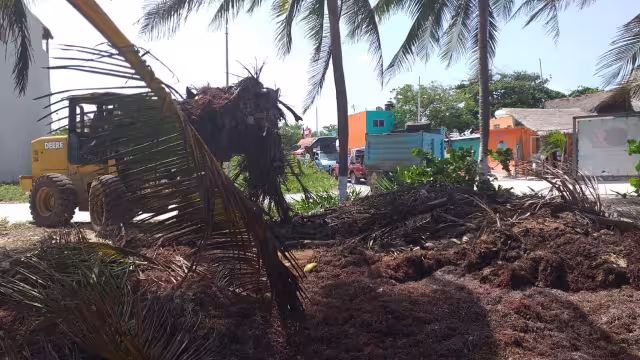 Durante las últimas semanas, habían estado trabajando a mano, con carretillas y de manera escalonada con la finalidad de poder retirar el alga de las playas