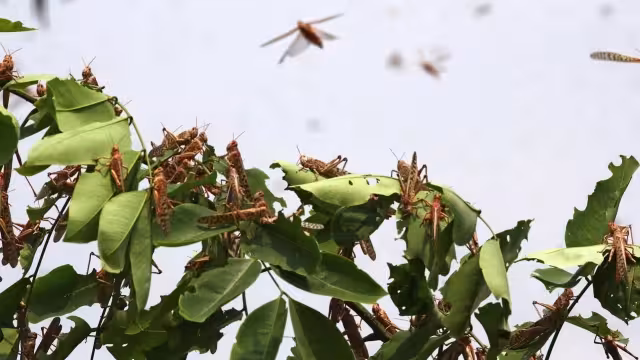 Foto: Fernando Kantún