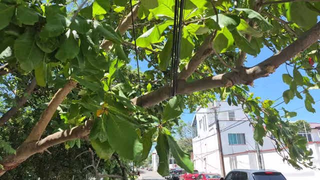 Árbol queda suspendido sobre avenida en Campeche; Protección Civil interviene para evitar accidente