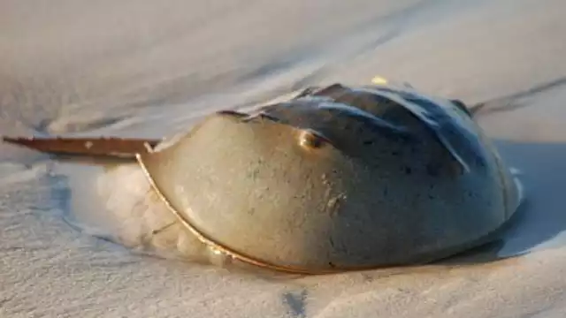 La especie protegida es utilizada para capturar al octópodo.