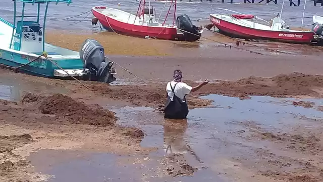 Una de las trabajadoras sargaceras comentó que, “en sí, el alga no apesta, lo que huele mal es el agua de mar que se ha podrido.