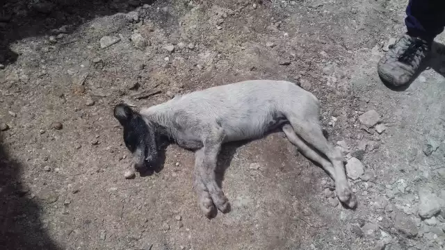 En múltiples ocasiones han envenenado animales en la localidad