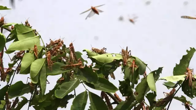 Personal de la Cesavecam colocó anuncios para informar sobre la cercanía de langostas