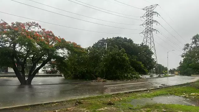 Árboles caídos han sido las principales afectaciones