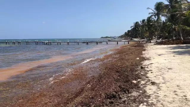 Prestadores de servicios culpan al Ayuntamiento de Chetumal por no atender el problema del sargazo