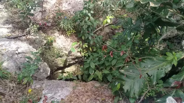 Los cenotes absorben el 30 por ciento del agua de lluvia, que llega al manto acuífero en Playa del Carmen
