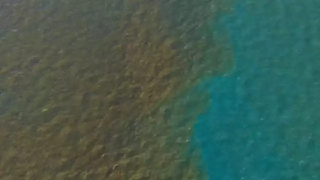 Se están realizando muestreos tanto en la orilla de la playa como mar adentro para garantizar la tranquilidad de las familias