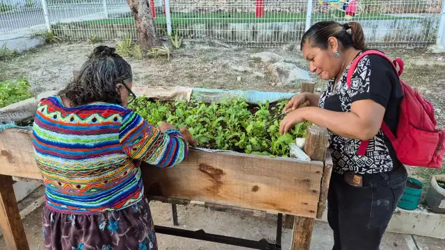 El ka’anche’, técnica maya para cultivar en estructuras elevadas, vuelve a aplicarse en Campeche.
