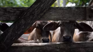 Las autoridades pidieron a productores, veterinarios y propietarios de animales mantenerse atentos a heridas sospechosas