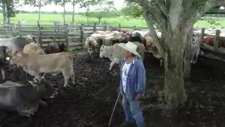 Inician campaña de vacunación tras brote de rabia paralítica bovina en Bacalar