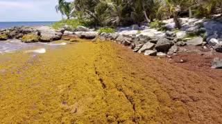 Recale de sargazo rebasa la capacidad de limpieza de Tulum