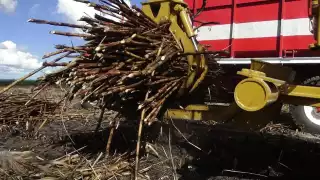 La falta de mano de obra, que ha “boicoteado” la temporada, se debe a que los cortadores y operadores de vehículos están trabajando en el Tren Maya.