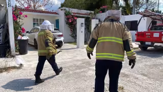 Ataque de abejas deja a mujer y perro lesionados en Campeche