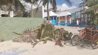 En los diferentes puntos se encuentran residuos vegetales. Foto: Brian Lara
