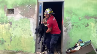 Héroes sin capa: Bomberos salvan a perrito de morir en trágico incendio en Campeche