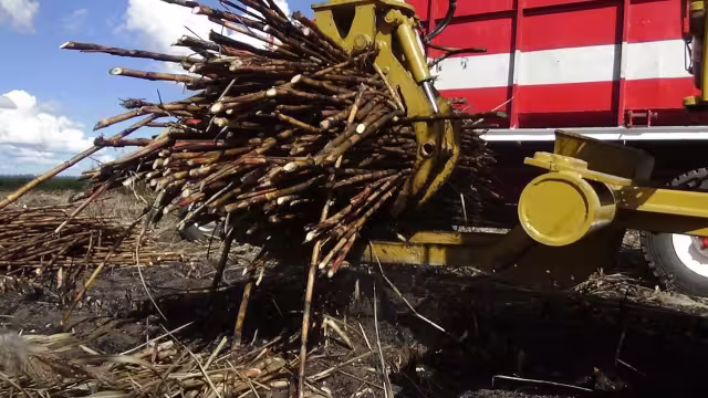 La falta de mano de obra, que ha “boicoteado” la temporada, se debe a que los cortadores y operadores de vehículos están trabajando en el Tren Maya.