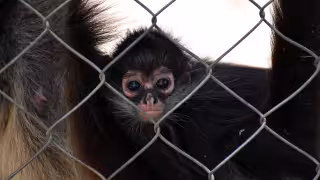 “Los monos no son mascotas”: Profepa alerta por compra ilegal de primates en Yucatán