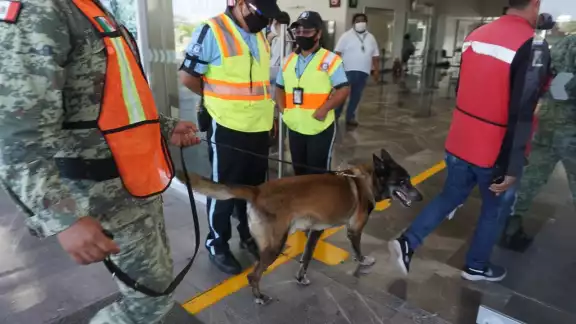 Un perro amaestrado en detección de explosivos y narcóticos inspeccionó la maleta