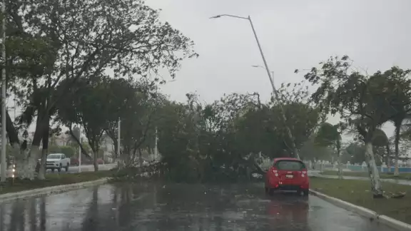 Con la lluvia y vientos de este jueves, se incrementó el número de árboles derribados ya que se reportaron varios en distintos puntos de la ciudad