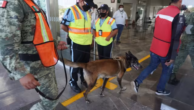 Un perro amaestrado en detección de explosivos y narcóticos inspeccionó la maleta