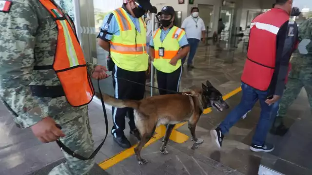 Un perro amaestrado en detección de explosivos y narcóticos inspeccionó la maleta