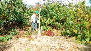 Se tiene las plantas desde Xcupil Cacab hasta Chun ek mas de 2000 hectáreas de siembra con mil beneficiarios.