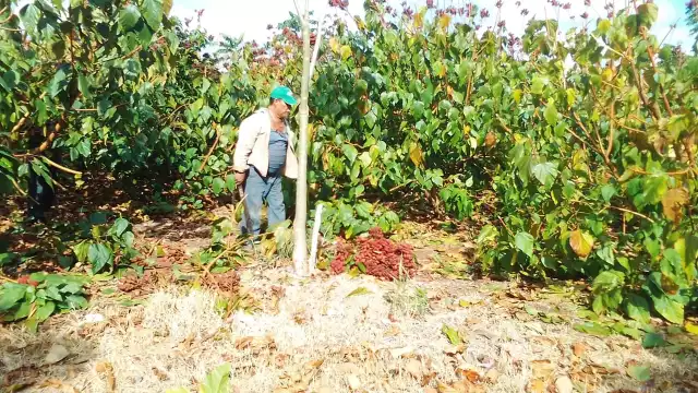Se tiene las plantas desde Xcupil Cacab hasta Chun ek mas de 2000 hectáreas de siembra con mil beneficiarios.