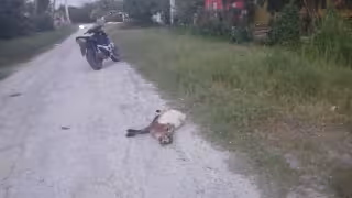 Escárcega: Borrego muerto genera alarma en la colonia Concordia