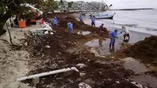 Zofemat dio aviso a la Profepa sobre el hallazgo de la tubería en Playa El Recodo, zona más afectada por el sargazo en la Riviera Maya