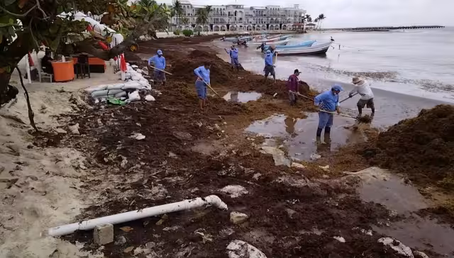 Zofemat dio aviso a la Profepa sobre el hallazgo de la tubería en Playa El Recodo, zona más afectada por el sargazo en la Riviera Maya