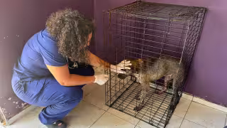 Rescatan a dos perros en Kanasín tras quedar abandonados por la muerte de su dueño