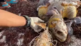 La tortuga marina era de la especie Careta y vino a desovar en la Costa Maya de Mahahual
