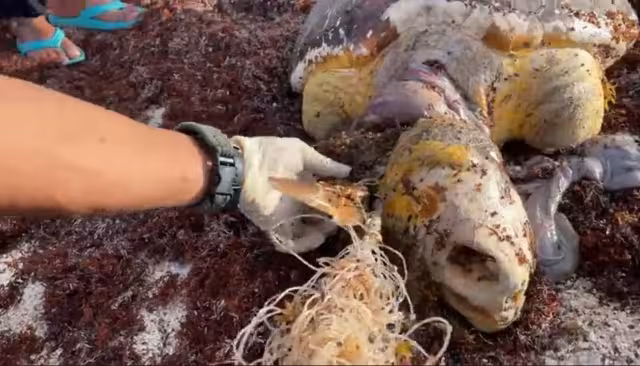 La tortuga marina era de la especie Careta y vino a desovar en la Costa Maya de Mahahual
