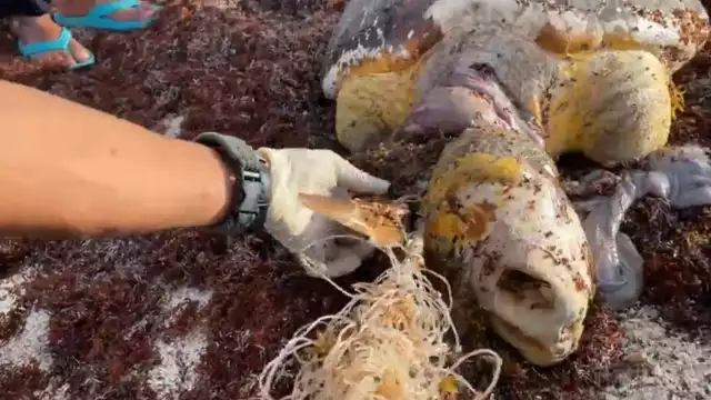 La tortuga marina era de la especie Careta y vino a desovar en la Costa Maya de Mahahual