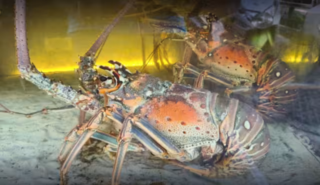 Los hombres de mar en Isla Mujeres destinaron más de 80% de sus ganancias para combustible