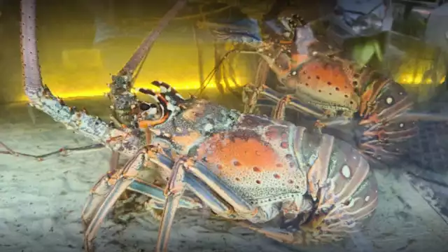 Los hombres de mar en Isla Mujeres destinaron más de 80% de sus ganancias para combustible