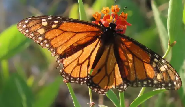 El grupo Alas Mayas anuncia los resultados del Primer Bio-Registro de Otoño 2025 de la Ruta del Mayab