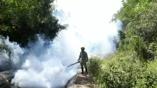 Se reforzarán las acciones para disminuir la reproducción y proliferación del mosco Aedes aegypti